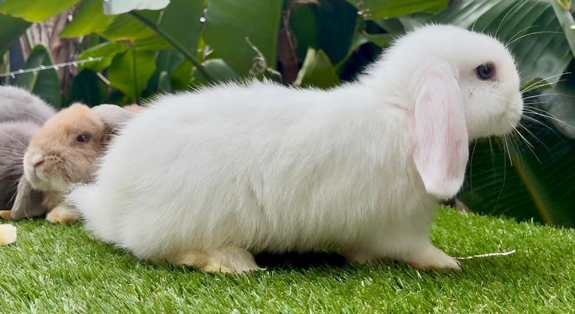 A Blue Eyed White Vienna Mini Lop Female with floppy ears stands on green grass, while another affectionate bunny is partially visible in the background amidst large green leaves.