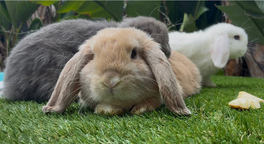 Three rabbits rest on green grass. In front is the Stunning Orange & White Mini Lop Male, a light brown companion with droopy ears. A gray rabbit and another orange and white rabbit are seen behind, with a small piece of apple nearby among large leaves.