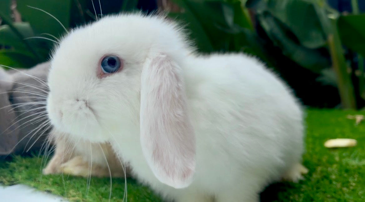 The Blue Eyed White Vienna Mini Lop Female, with soft white fur and blue eyes, relaxes on green grass among leafy plants—an affectionate bunny and perfect companion for families.