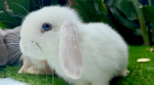 The Blue Eyed White Vienna Mini Lop Female, with soft white fur and blue eyes, relaxes on green grass among leafy plants—an affectionate bunny and perfect companion for families.