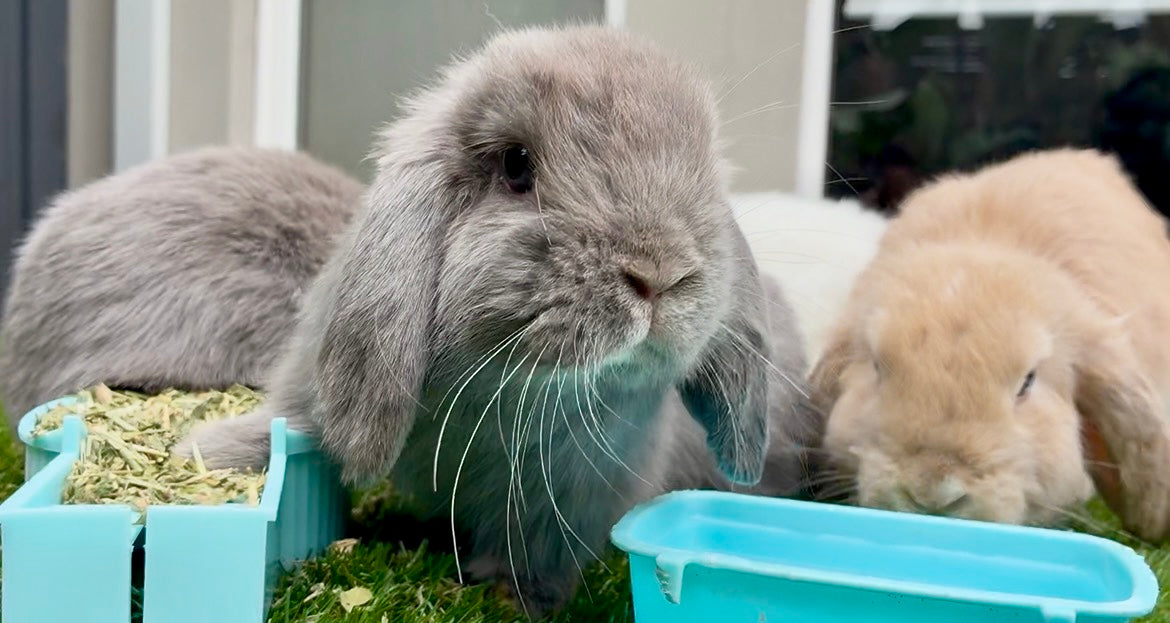 Three rabbits eat hay from blue containers on green grass. In the center is the Stunning Orange & White Mini Lop Male, an affectionate companion, joined by a gray Mini Lop and a tan rabbit. A building with a window is visible in the background.