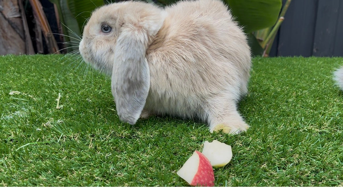 The Fawn & White Mini Lop Male with a plush coat stands on green artificial grass near three slices of red apple, backed by large green leaves and a dark fence.