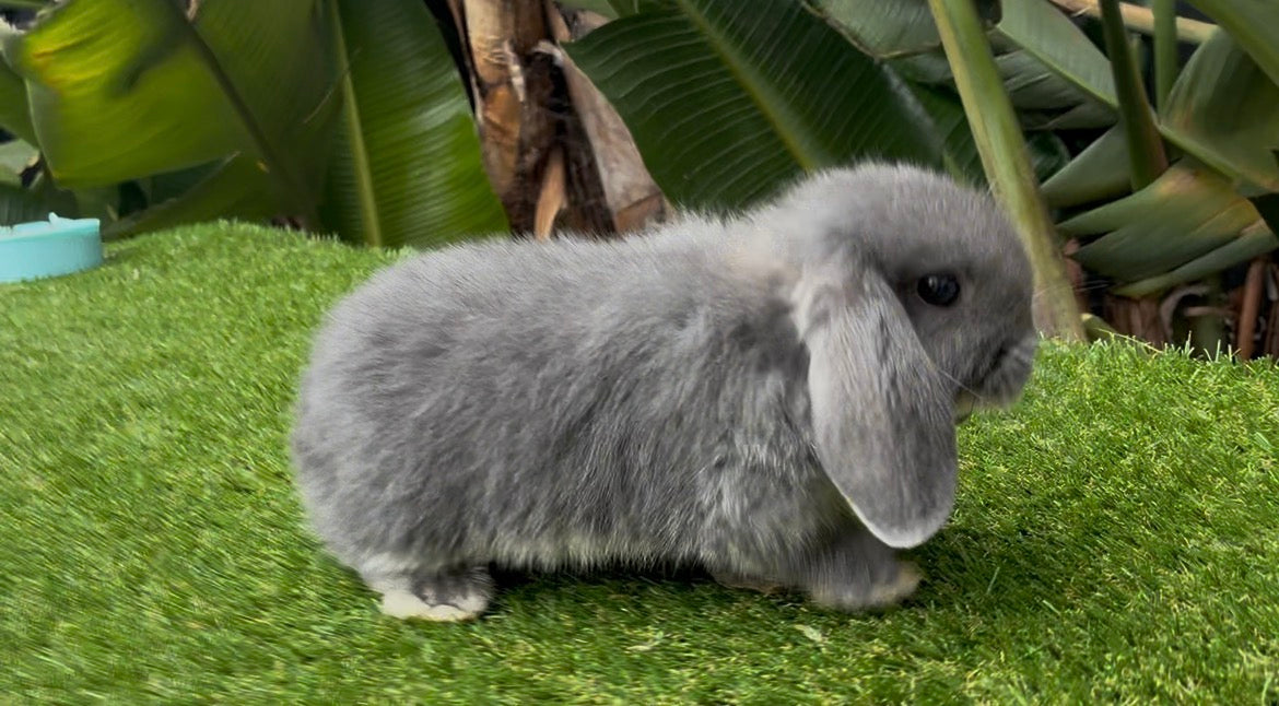 The Gorgeous Lilac Mini Lop Female, a fluffy gray rabbit, stands on green artificial grass with large tropical leaves in the background.