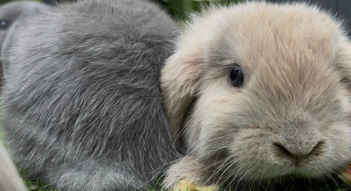 A close-up of the Fawn & White Mini Lop Male lying on grass beside a fluffy gray companion, both facing the camera with their soft, plush coats clearly visible.