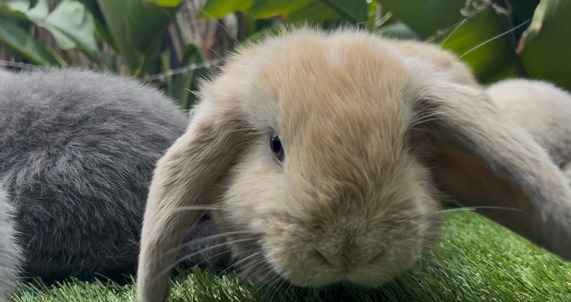 The Fawn & White Mini Lop Male rabbit with floppy ears and a plush coat sits on green grass beside a gray rabbit, with large green leaves in the background.