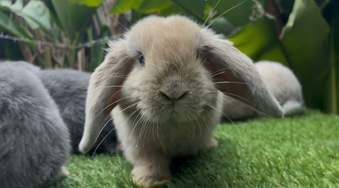 A Fawn & White Mini Lop Male with long ears sits on green grass facing the camera, with other rabbits and leafy plants softly blurred in the background.