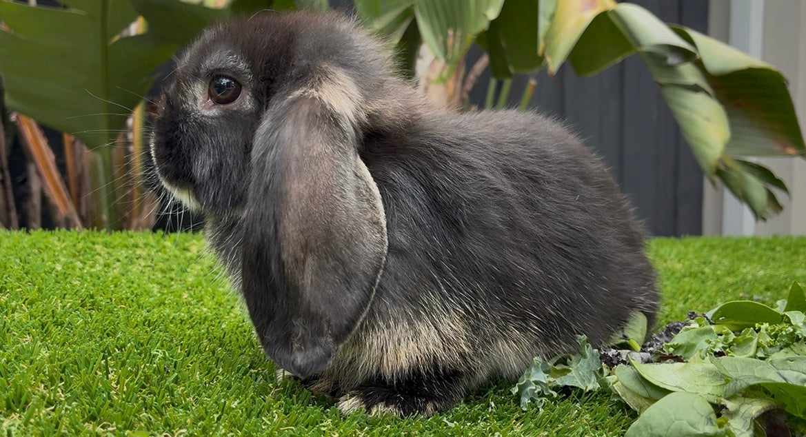 A Stunning Black Otter Mini Lop Boy sits on green grass next to leafy greens, with a fence and large green leaves in the background.
