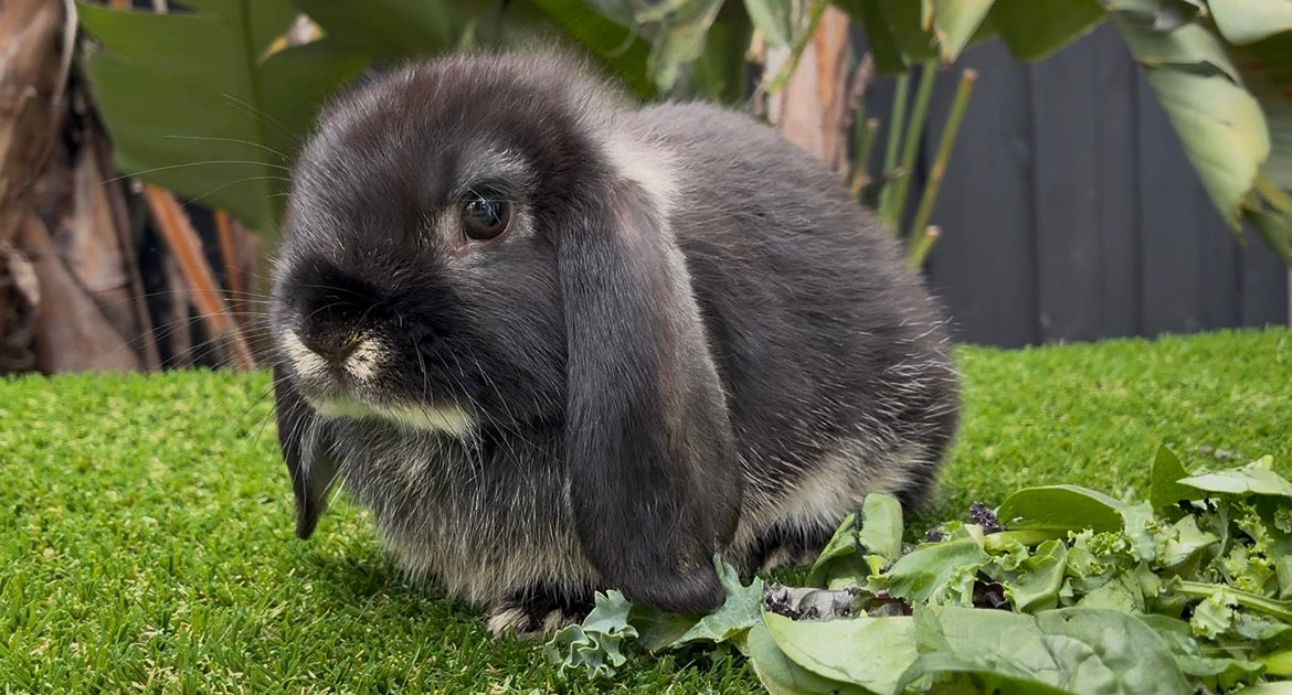 A Stunning Black Otter Mini Lop Boy sits on green grass beside a pile of leafy greens, with large leaves and a dark fence in the background.