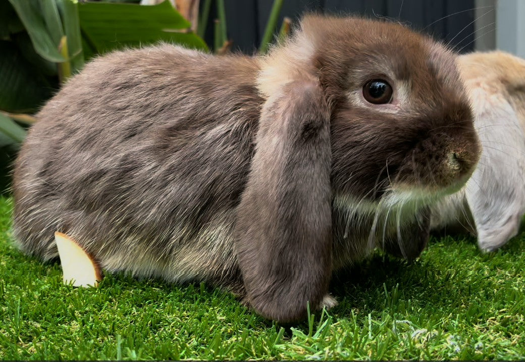 The Gorgeous Chocolate Otter Mini Lop Male, with a plush coat, sits on green grass beside a small apple slice—green leaves and another rabbit in the background capture an adorable family pet moment.