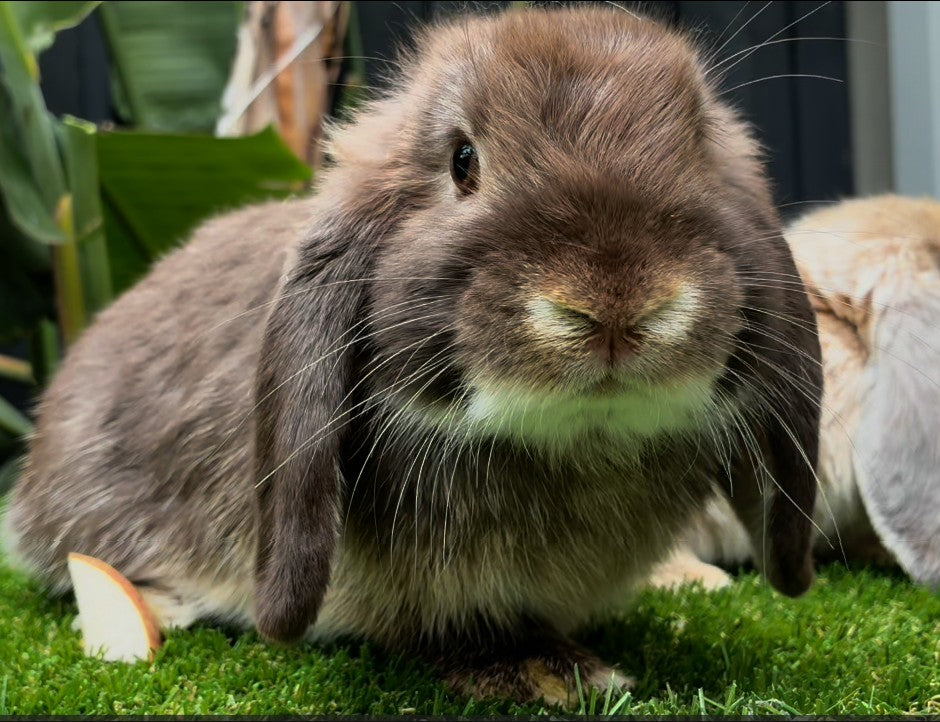 The Gorgeous Chocolate Otter Mini Lop Male, with long ears and a plush brown coat, sits on green grass beside a small apple slice, leafy plants, and another partially visible rabbit—a charming family pet scene.