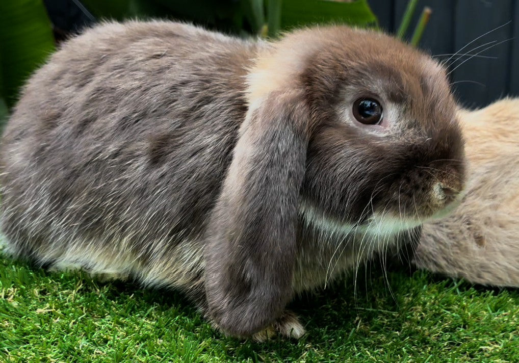 The Gorgeous Chocolate Otter Mini Lop Male, with a plush brown coat and wide dark eyes, stands on green grass gazing right. The blurred backdrop with hints of foliage highlights this adorable family pet.
