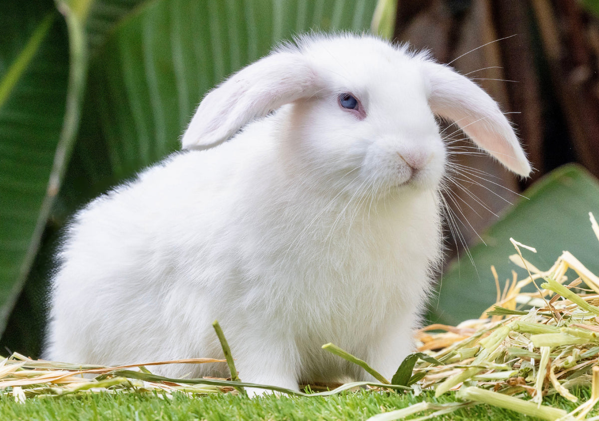 Beautiful Blue-Eyed Purebred Mini Lop Girl
