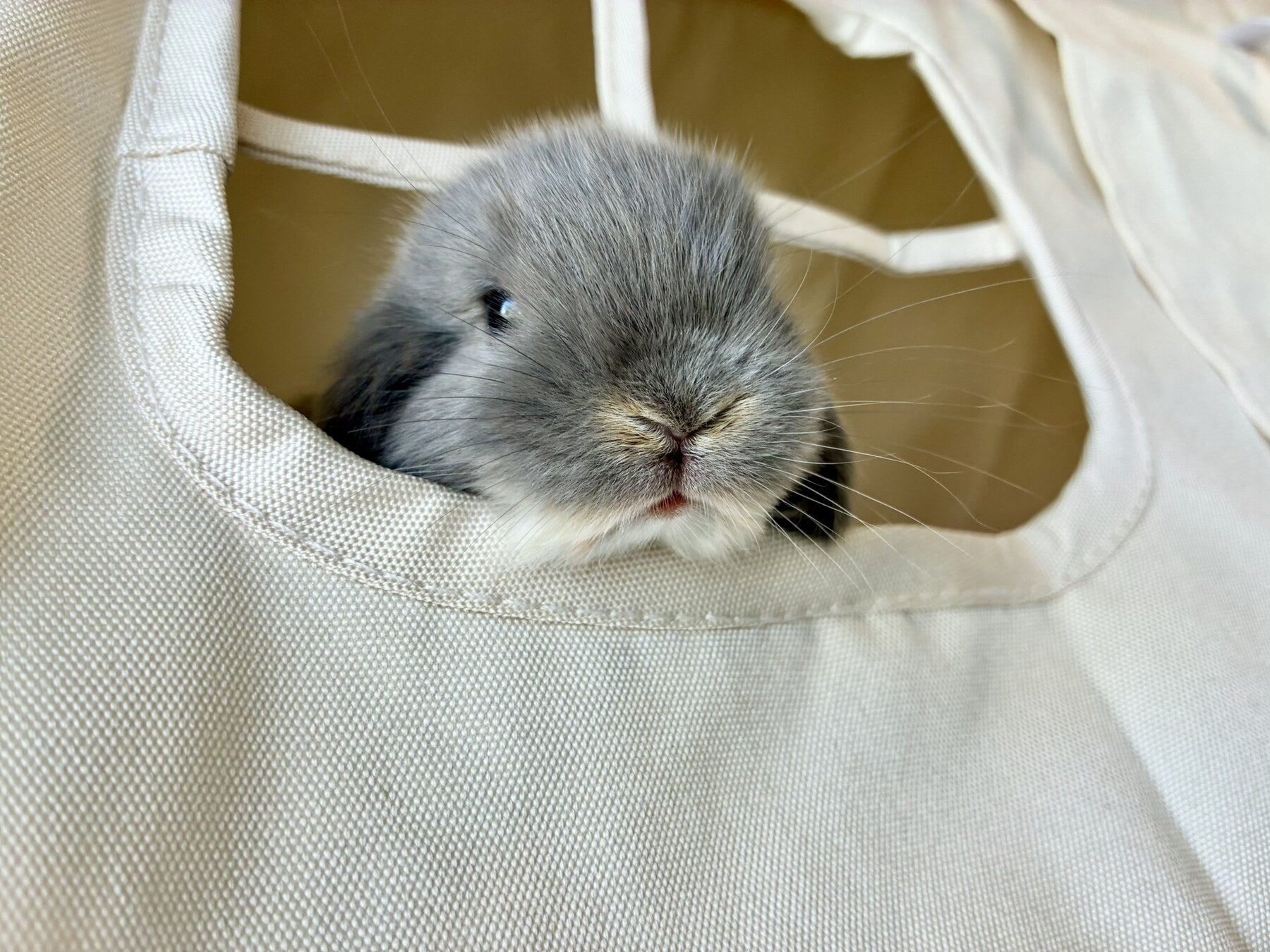 Rabbit raised at Bellarine Bunnies in Victoria