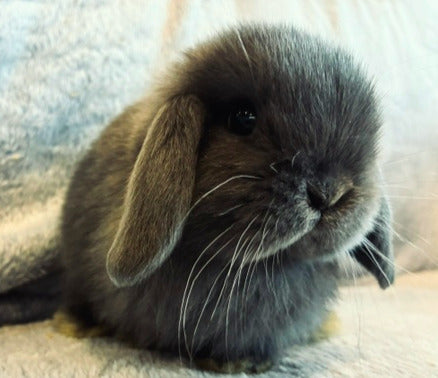 Soft & Snuggly Blue Mini Lop Boy