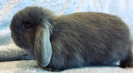 Soft & Snuggly Blue Mini Lop Boy