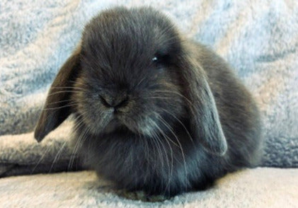 Soft & Snuggly Blue Mini Lop Boy